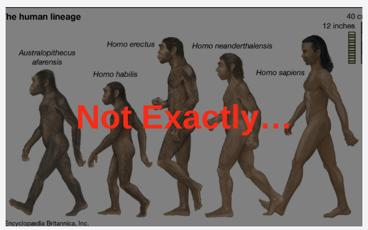 The March of Progress illustration, showing an ape-like figure gradually becoming an upright modern human 