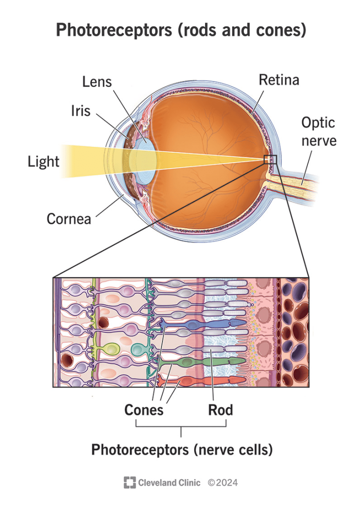 Diagram of rod and cone photoreceptors in the eye. Source: Cleveland Clinic 