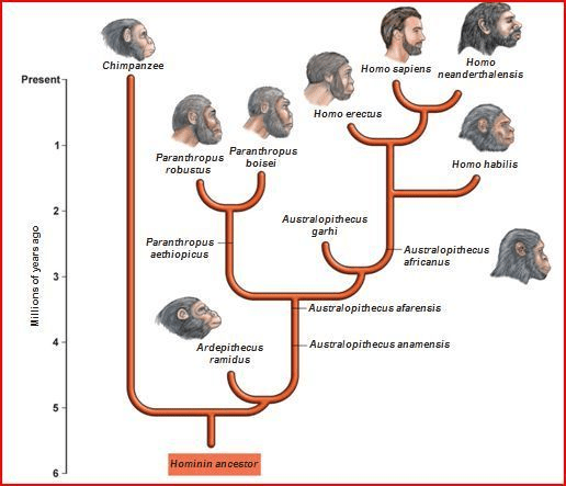 Branching evolutionary tree showing humans and other apes descending from common ancestors. Source: Kaiser Science