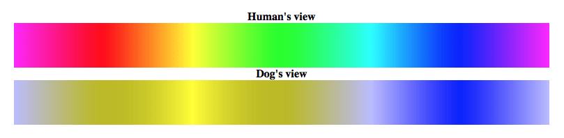 Colour range seen by a human compared with the blue and yellow range seen by a dog. Source: American Kennel Club