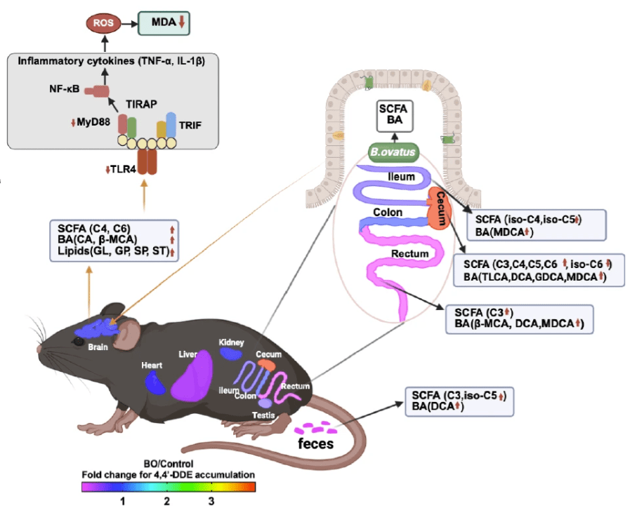 Diagram showing how pesticide exposure changes the chemicals human gut bacteria produce