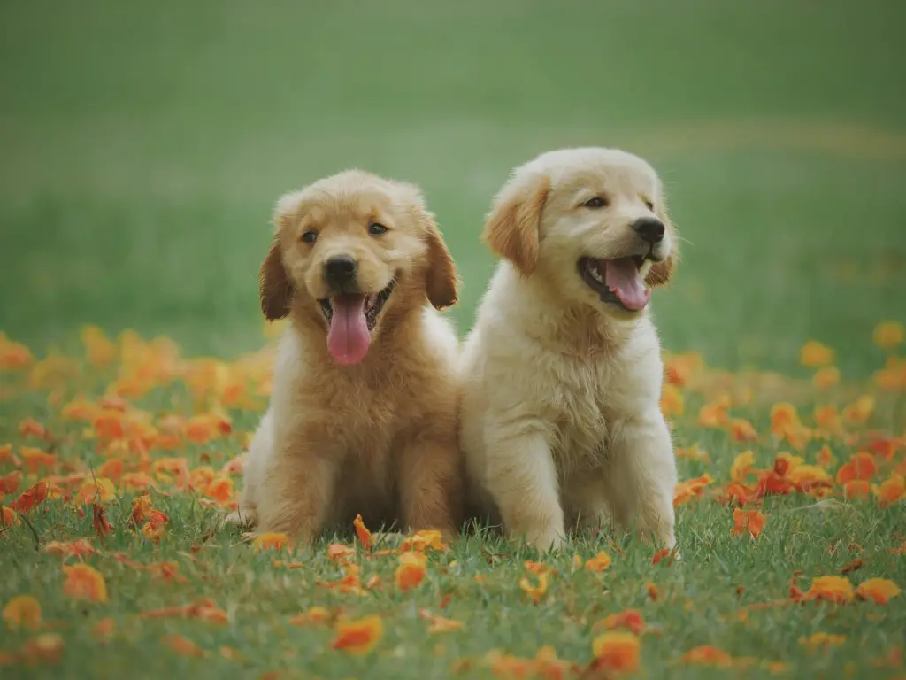 Dog playing on green grass